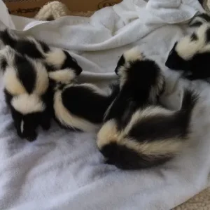 Stinktier Babys kaufen