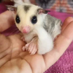 Unter 1 Jahr sugar glider, männlich