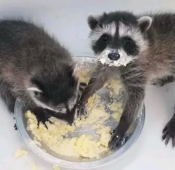 Waschbär babys zu verkaufen