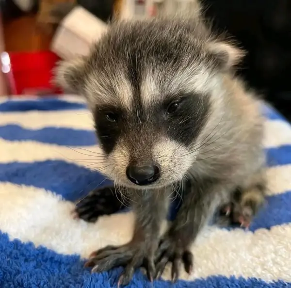 Waschbär babys zu verkaufen