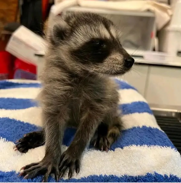 Waschbär babys zu verkaufen