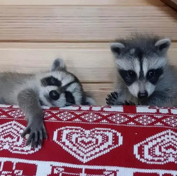 Waschbär babys zu verkaufen