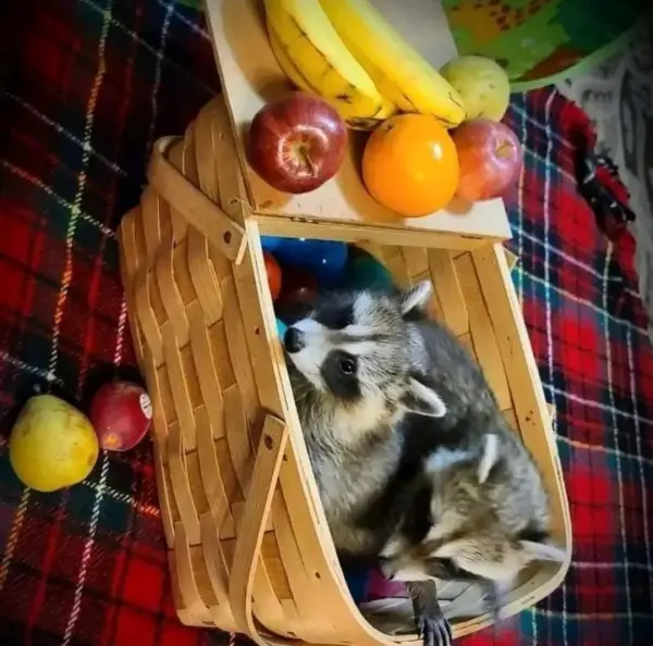 Waschbär babys zu verkaufen