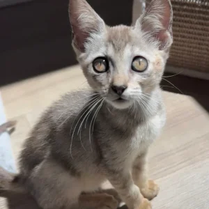 Singapura Kätzin zu verkaufen