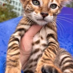 Toyger Katze kaufen