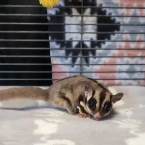 Sugar Glider kaufen
